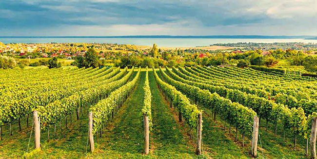 Balatonfured_Csopaki_borvidek_1-650x326