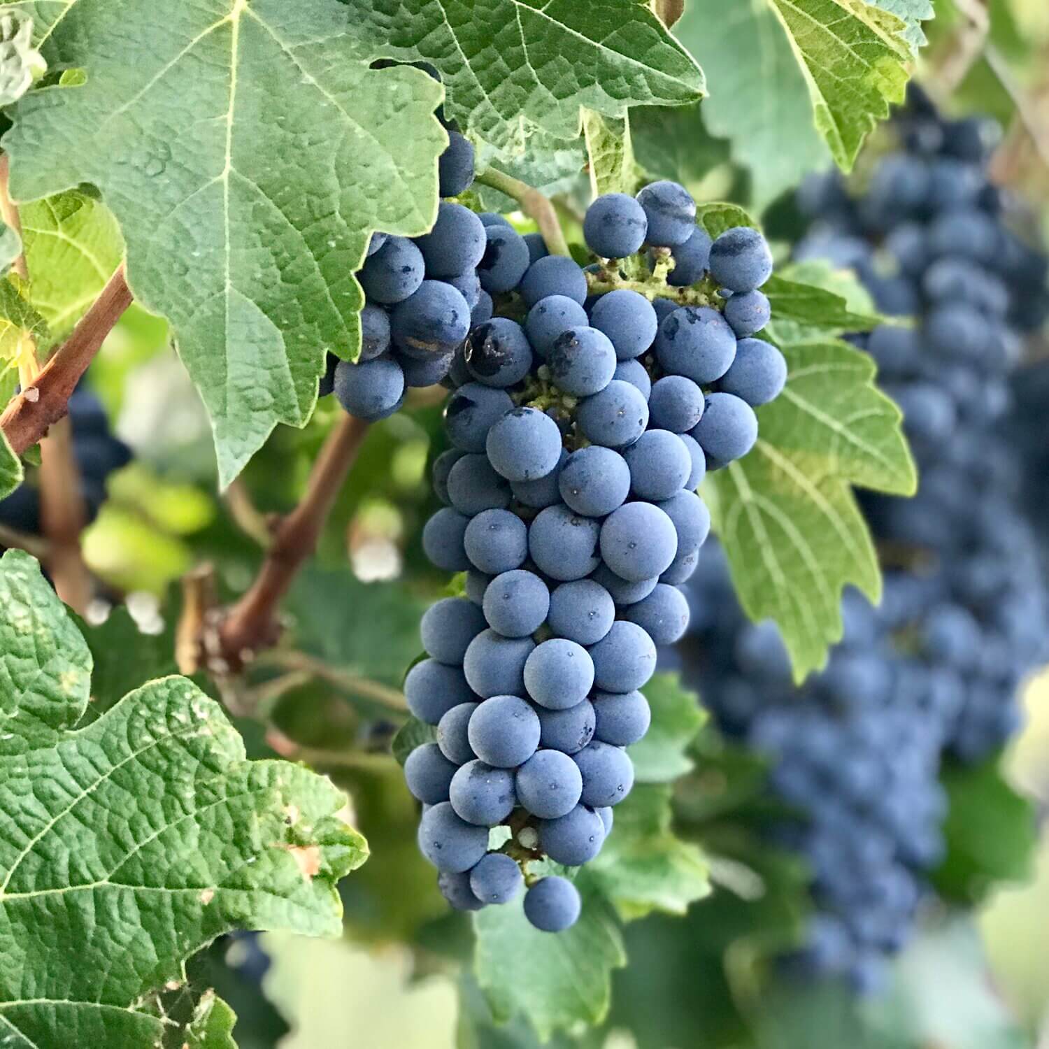 Cabernet Sauvignon