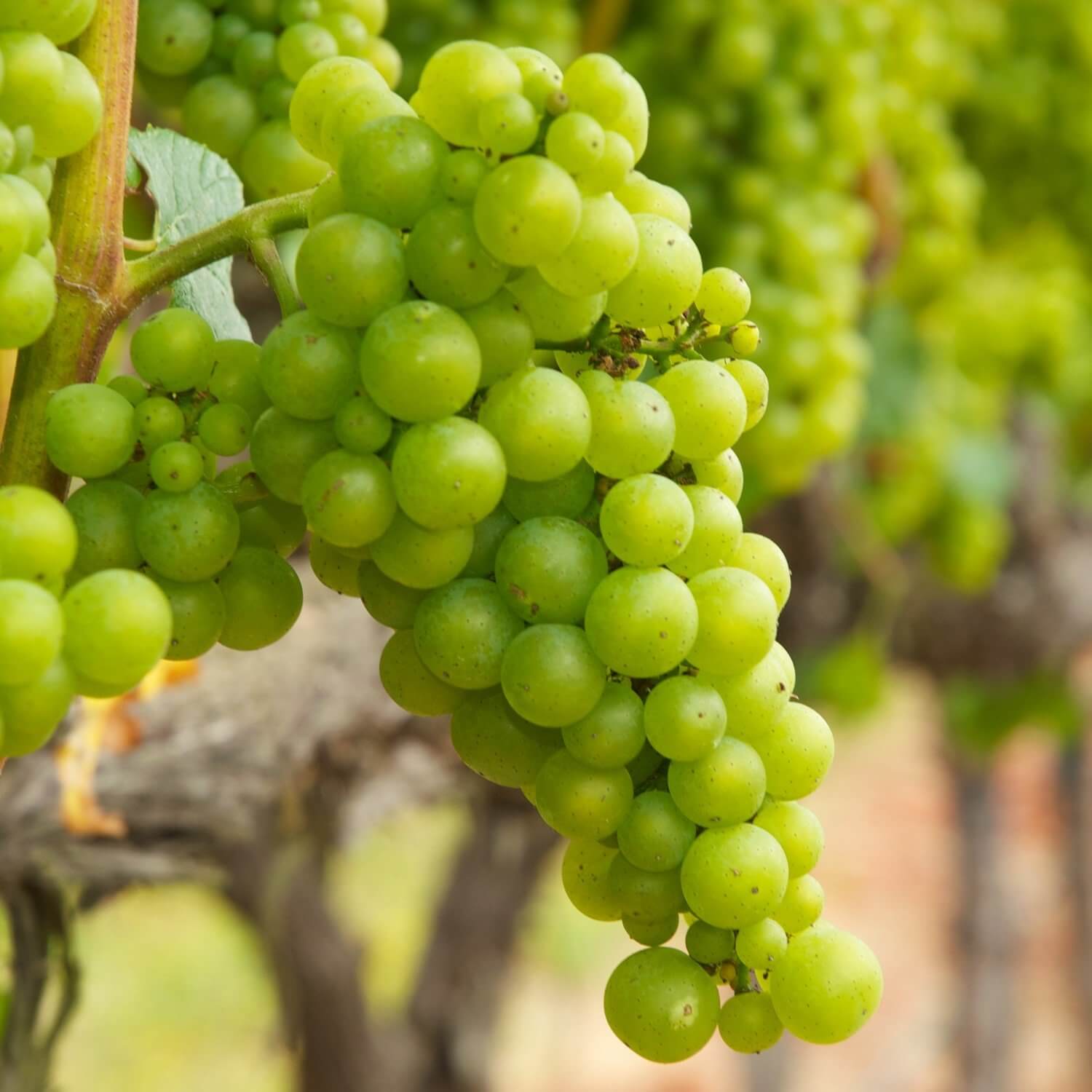 Chardonnay