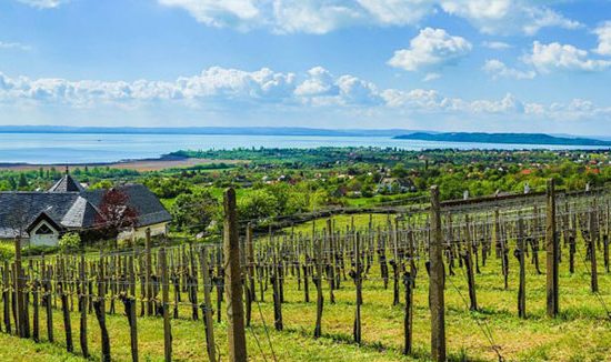 Csopak-Balaton-Borvidek