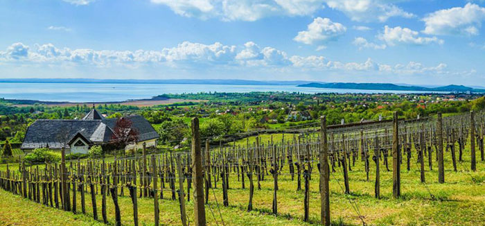 Csopak-Balaton-Borvidek