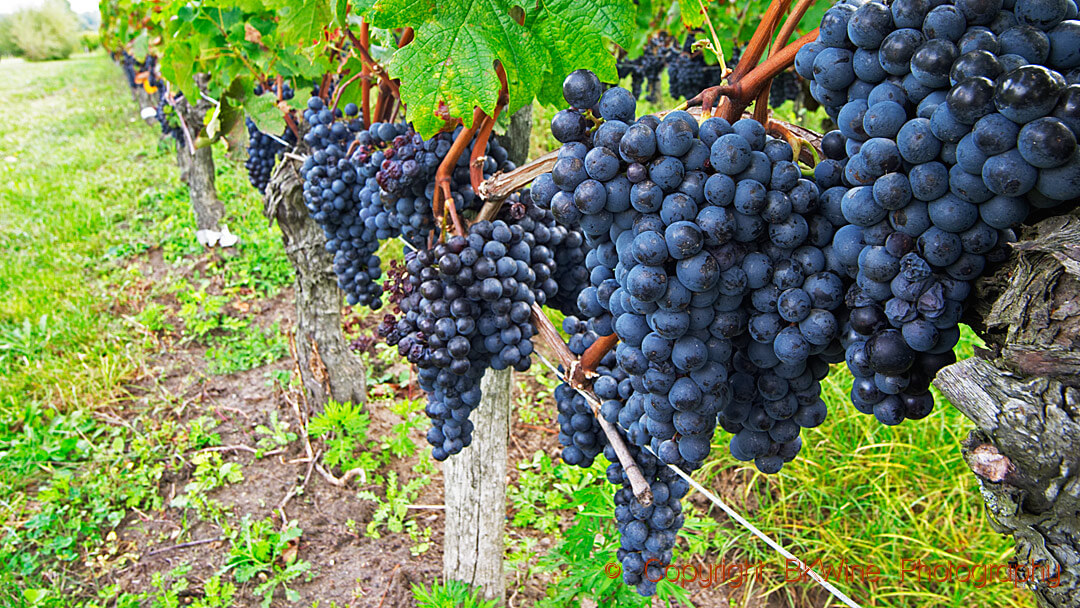 Merlot