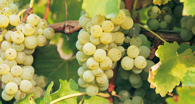 Sauvignon-Blanc
