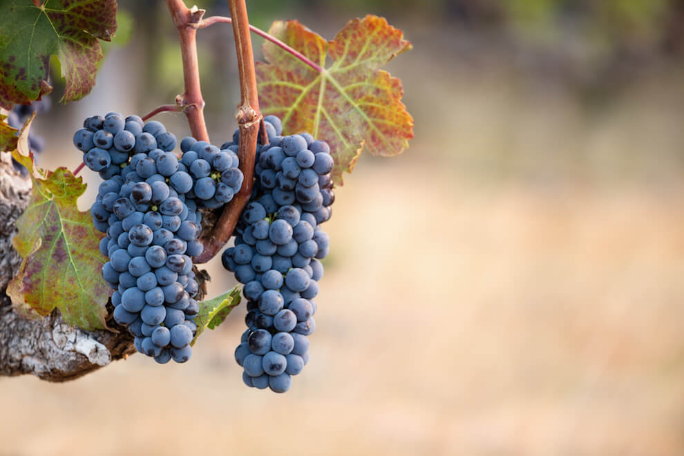 cabernet_franc