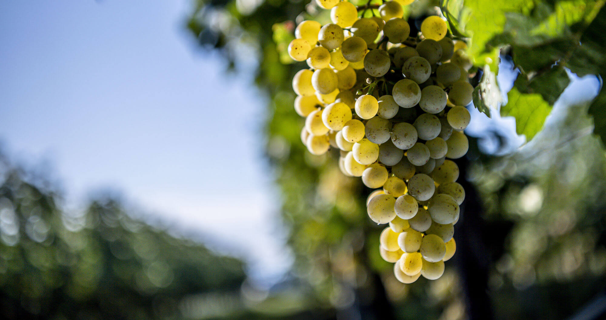 furmint